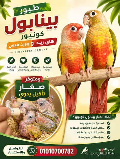 ببغاء بينابول كونيور هاي ريد