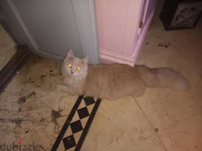 قط  شيرازي