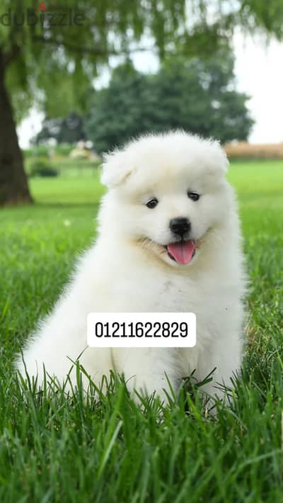 Samoyed puppies top quality سامويد