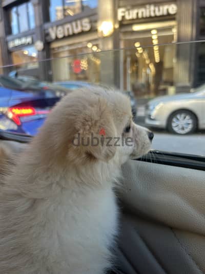 A German Spitz × Havanese mix