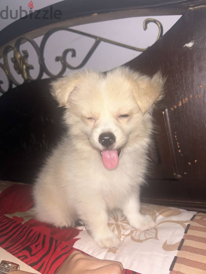 A German Spitz × Havanese mix 1