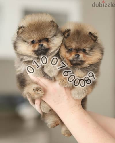 اجمل كلاب بومرينيان-Pomeranian puppies pure