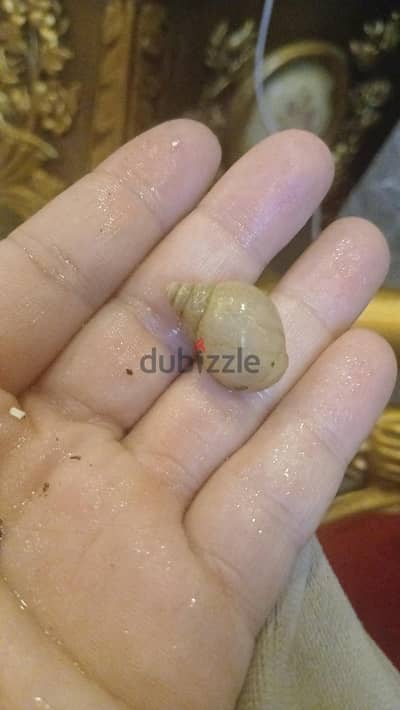 حلزون افريقي  مصدر الكولا جين الطبييعي للبشره