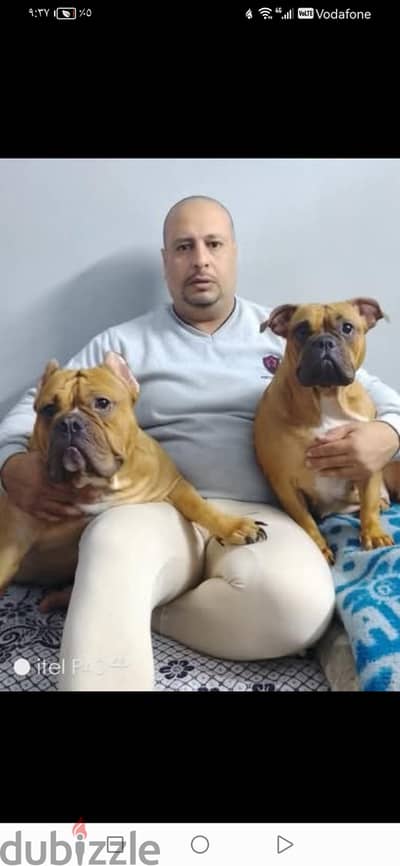 متاح نتايه بولي حفيده ايس مان