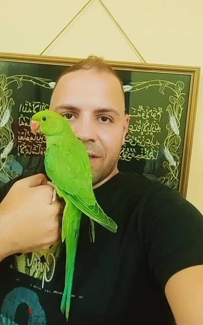 متاح  شبابات درة هندي اخضر  كانو تاكيل يدوي