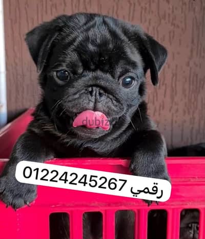 Bck pug 45 days Bck pug 45 days