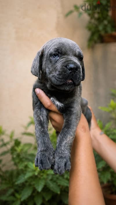 Cane corso كين كورسوو