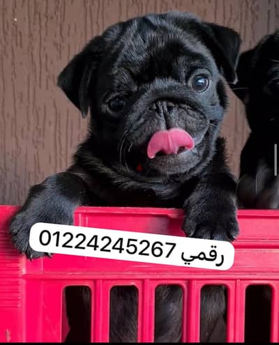 Black_pug black