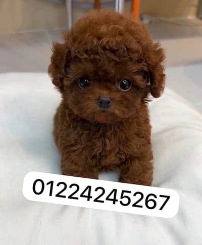 tea cup poodle