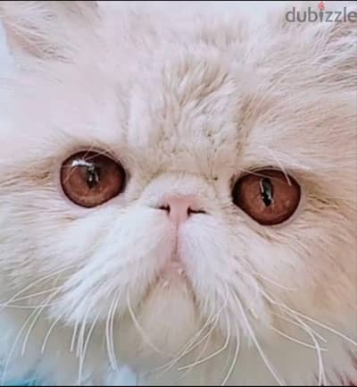 بيرشن دكر ١١شهر مطعم