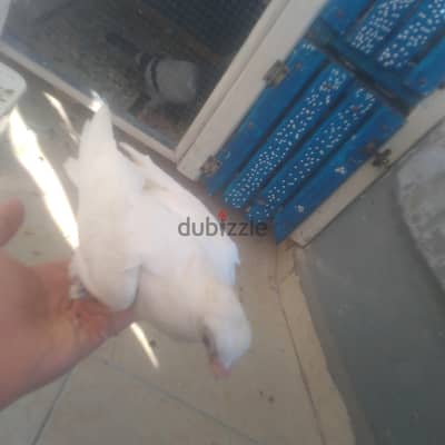 زغلولين غوزار