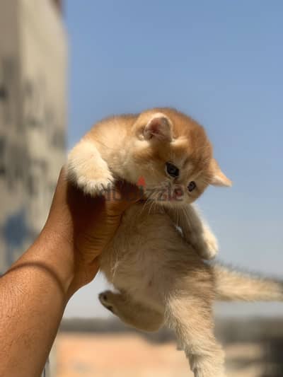 British shorthair golden ny12