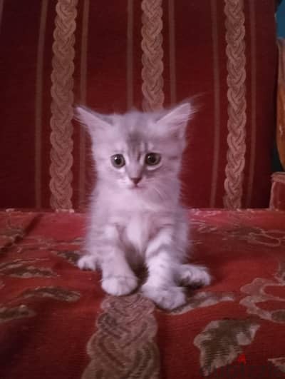 قطتين شيرازي عمر ٥٠ يوم