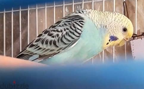 نتايه تركيبات شغاله على 200ج نهائي بدل من 225
