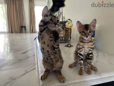 قطط بنغال ذكور بيور اصلي ٣ شهور  | Purebred Bengal Males  3 Month