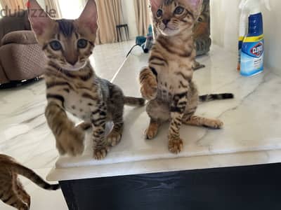 قطط بنغال ذكور بيور اصلي ٣ شهور  | Purebred Bengal Males  3 Month