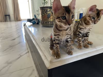 قطط بنغال ذكور بيور اصلي ٣ شهور  | Purebred Bengal Males  3 Month