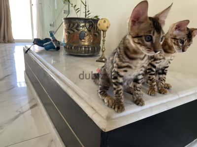 قطط بنغال ذكور بيور اصلي ٣ شهور  | Purebred Bengal Males  3 Month