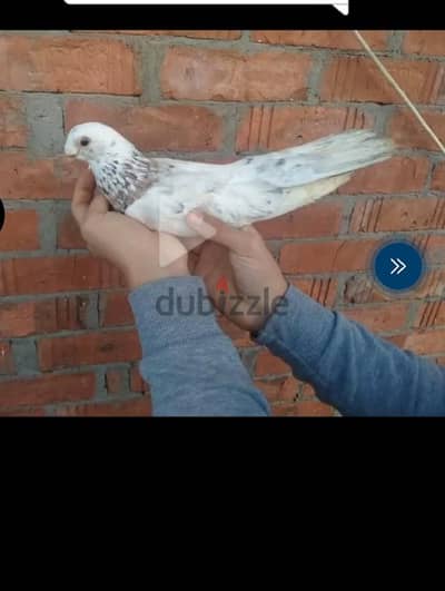 حمام استرالي