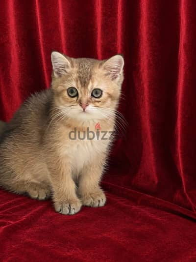 #Scottish straight short hair gold#