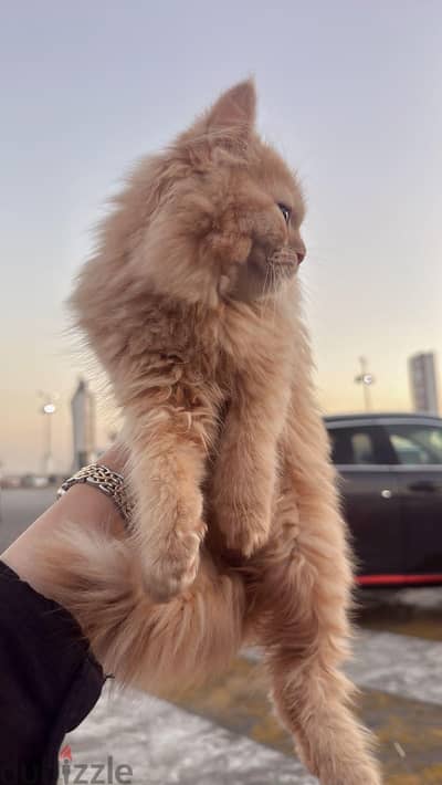 بيع قطه