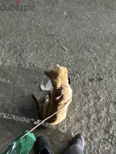 Golden retriever for sale