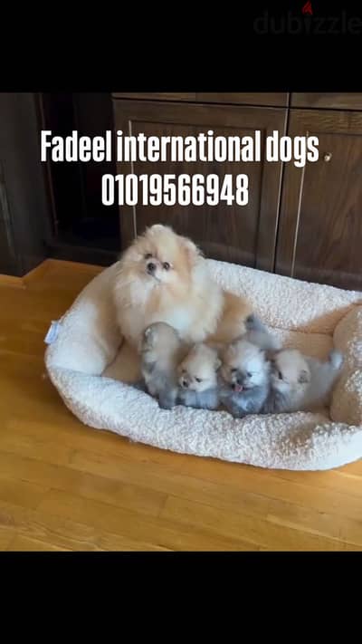 pomeranian بومرينيان