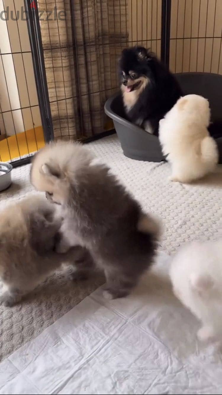 pomeranian بومرينيان 1