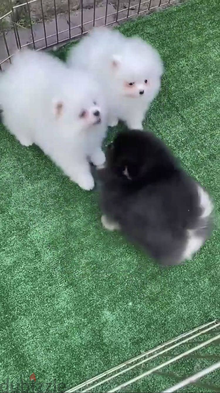 pomeranian بومرينيان 2