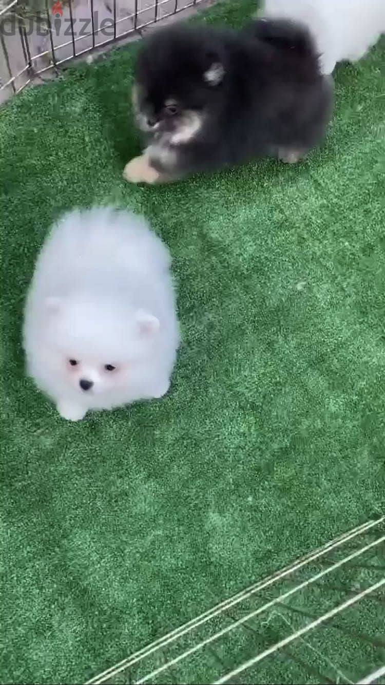 pomeranian بومرينيان 3