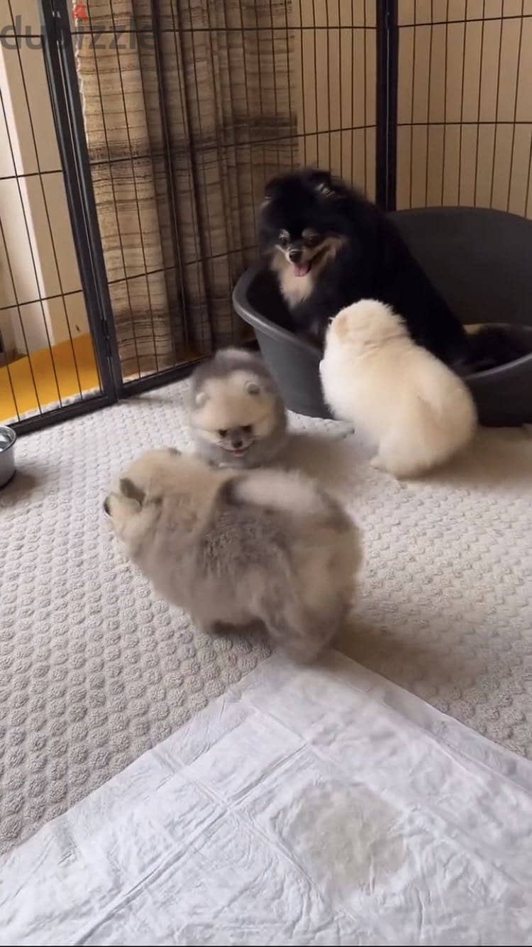 pomeranian بومرينيان 4