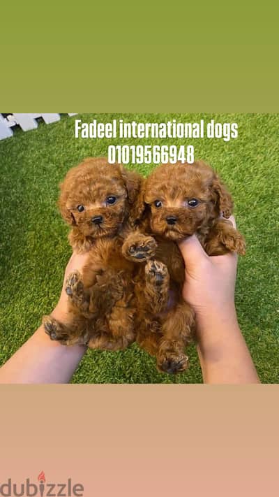 Poodle teacup بوديل تي كب