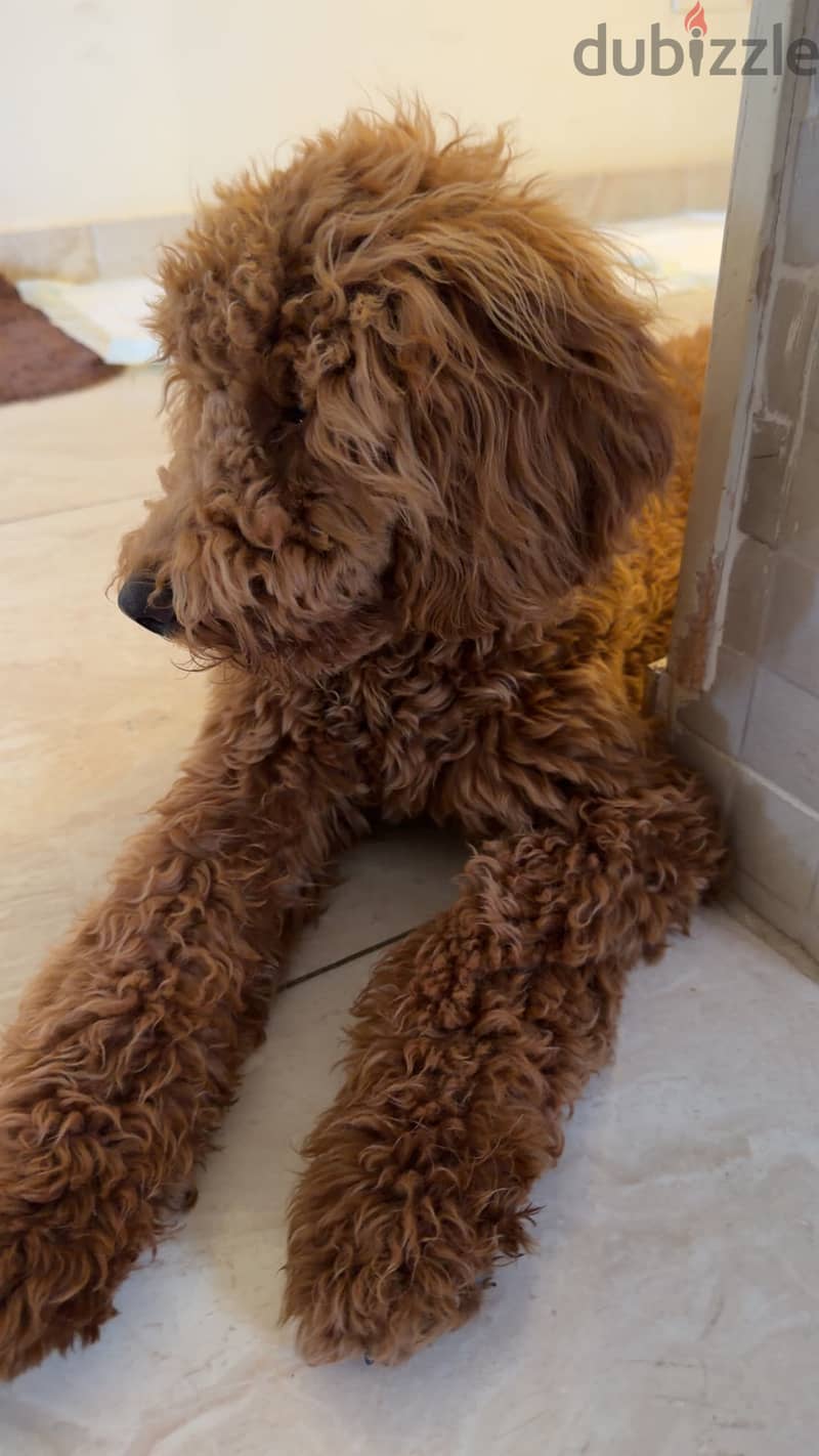 Pure boodle breed 3