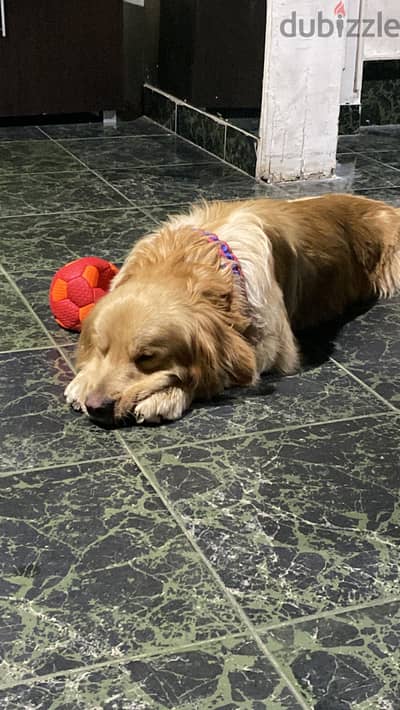 Golden retriever