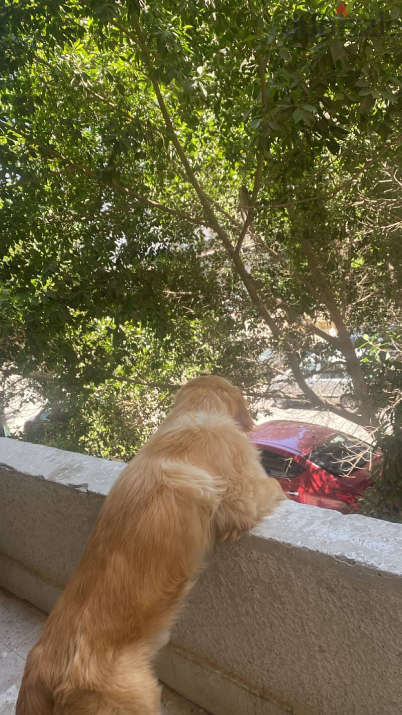 Golden retriever 1