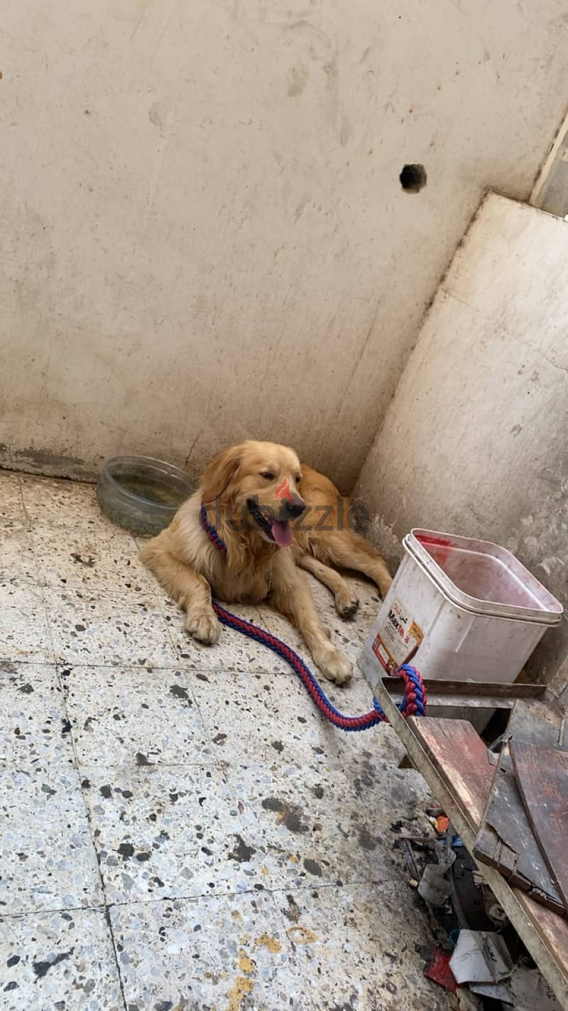 Golden retriever 2