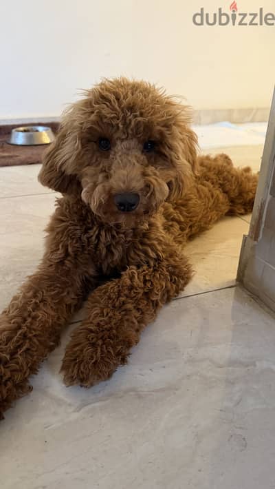 Pure boodle breed