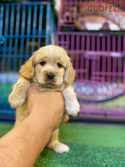 cocker spaniel