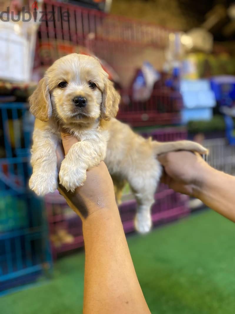 cocker spaniel 1