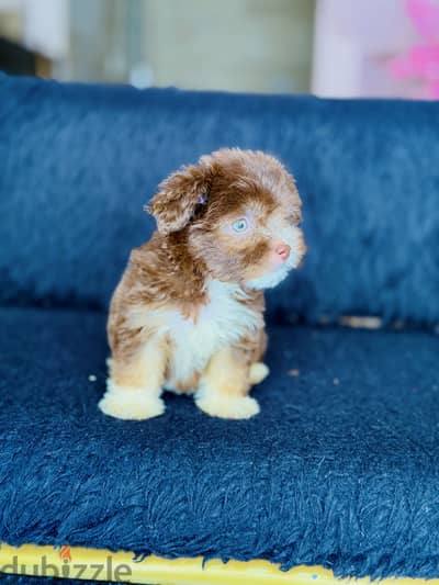 Females 2 month