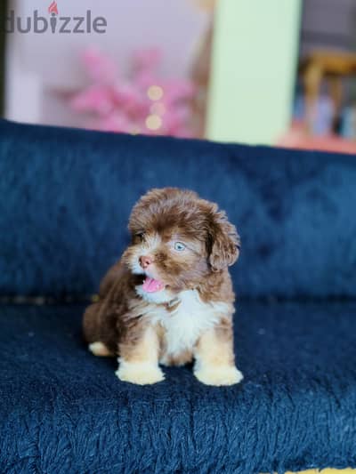 Females 2 month