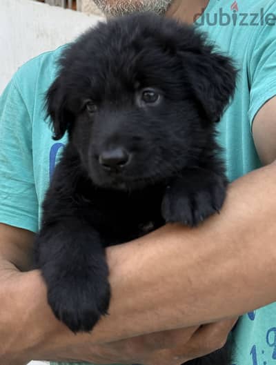 بنوته جولدن ريتريفر بلاك puppy golden
