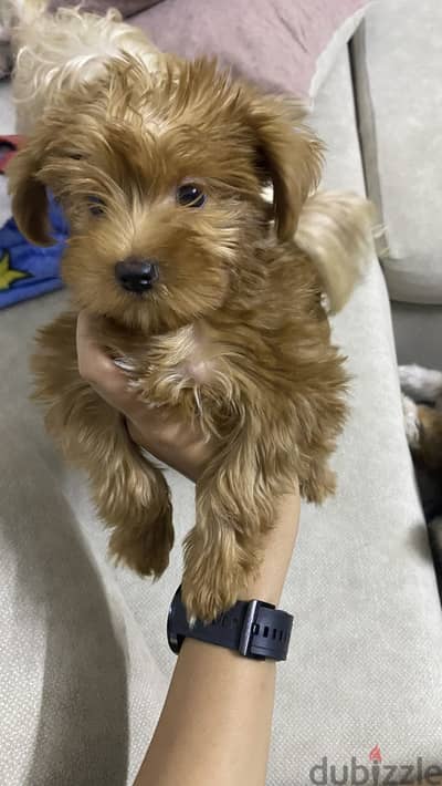 Maltipoo