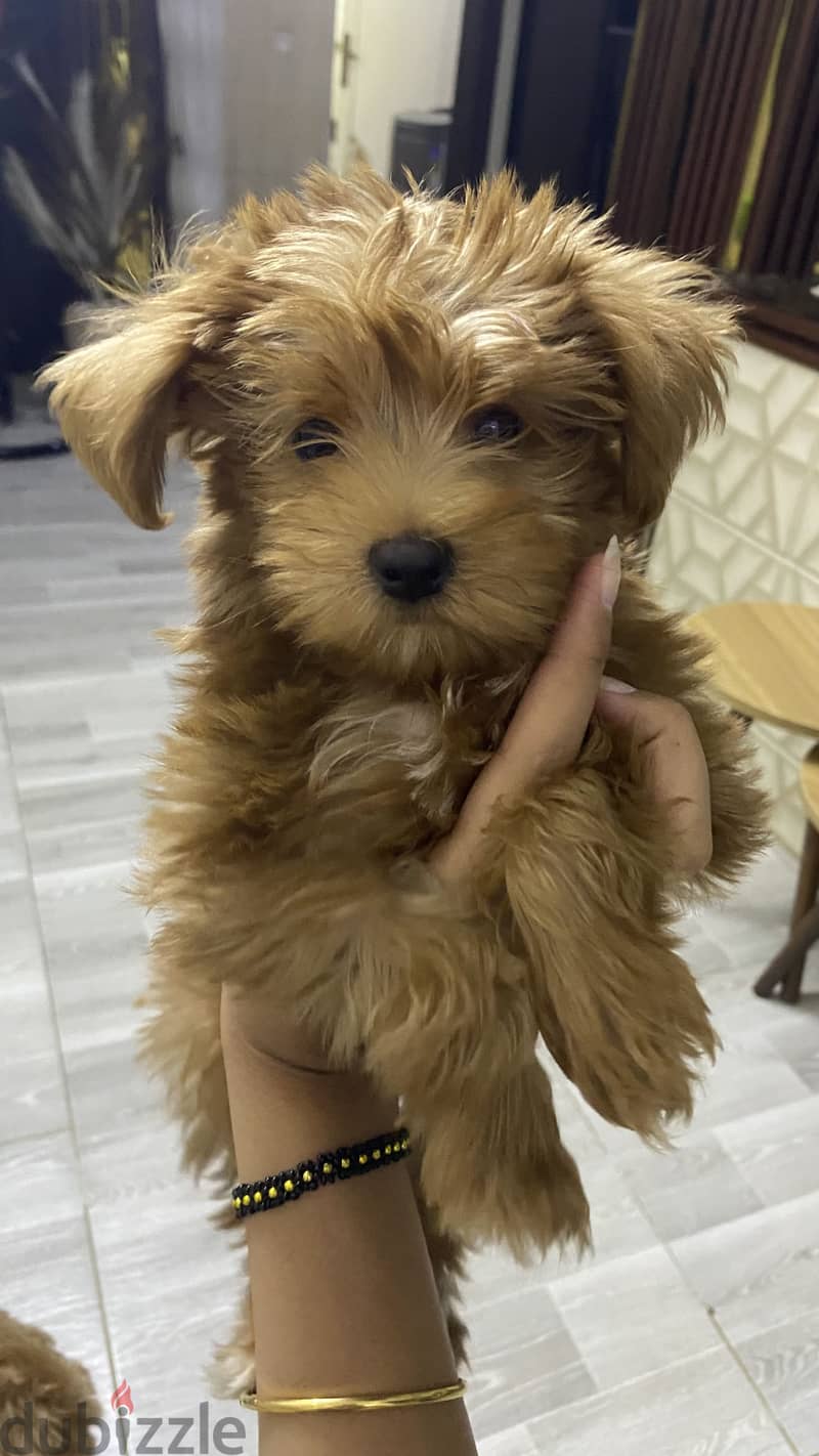 Maltipoo 1