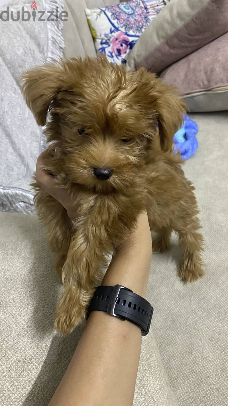 Maltipoo 2