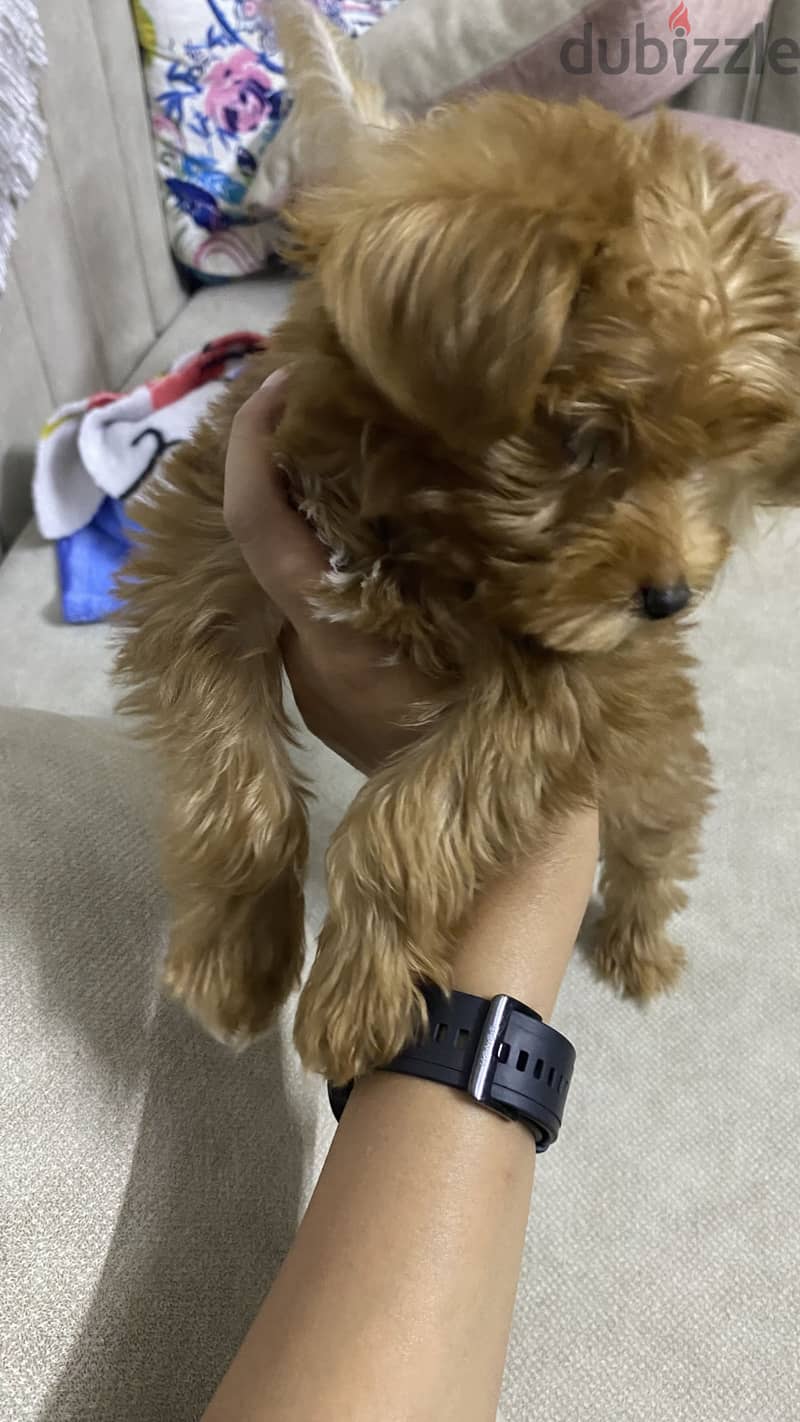 Maltipoo 3