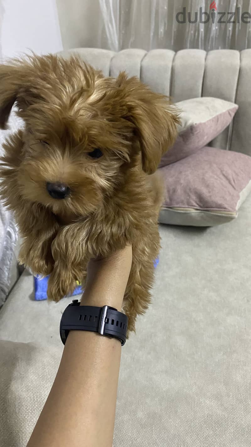 Maltipoo 4