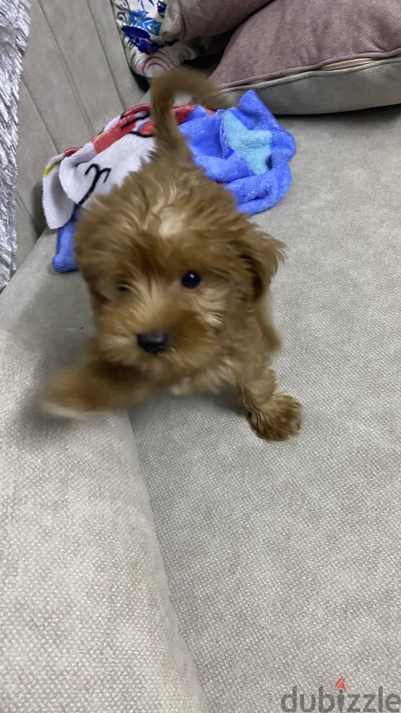 Maltipoo 5