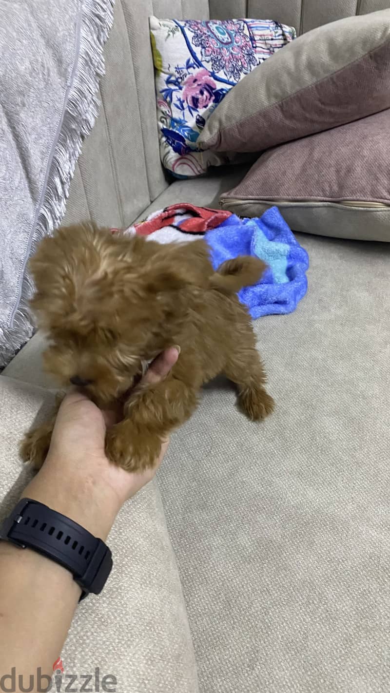 Maltipoo 6