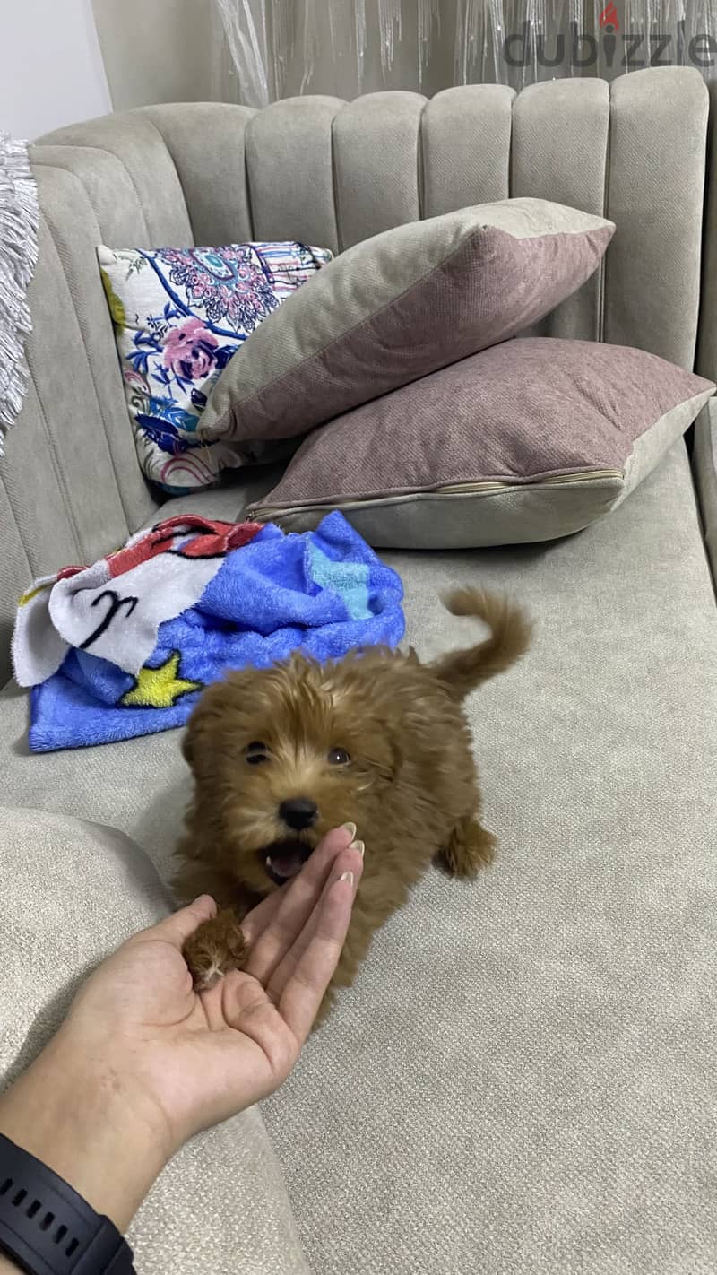 Maltipoo 7